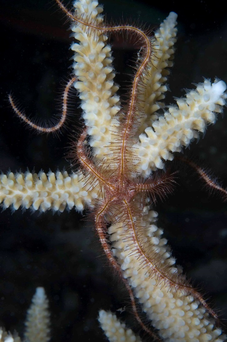 brittle star deep ocean