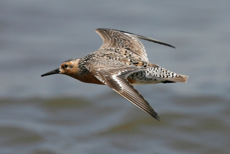 Red knot