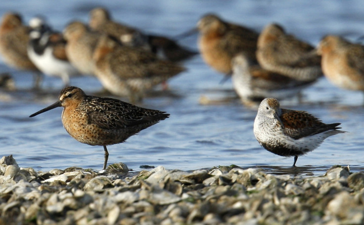 Red knot & Ruddy turnstone