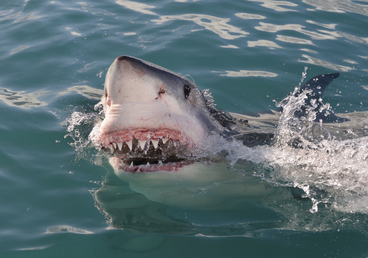 Shark Awareness Day 2016: 10 facts you didn't know about the sea predators