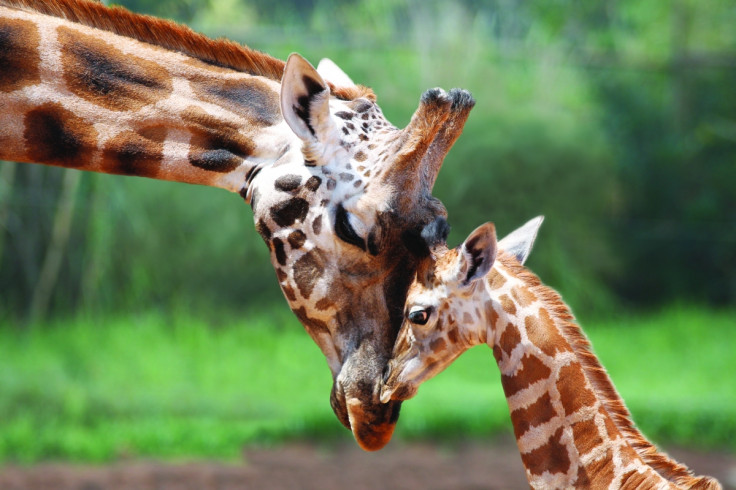Misha the giraffe and her offspring