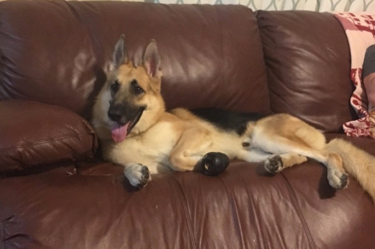 Dog saves girl from rattlesnake