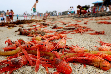 Red crabs on California beaches