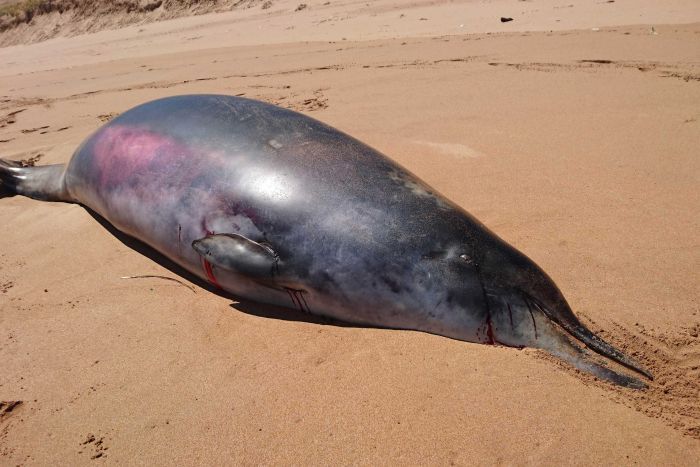 whale beaked rare teeth australia beached found weird south looking scientists whales washes species extra baffles researchers abc australian washed