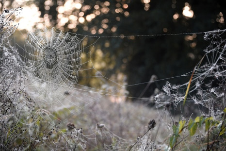 Spider web composite material