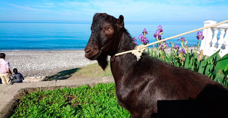 Black-haired goat called 'Obama'