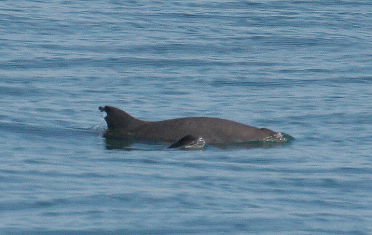 vaquita