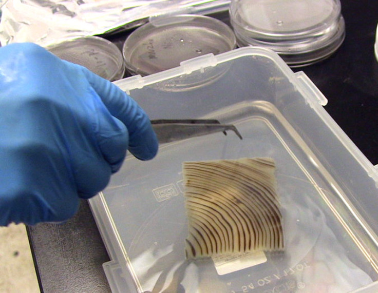 Soaking wood to strip its colour (lignin)