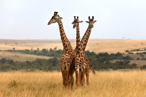 Giraffes genes explain long neck