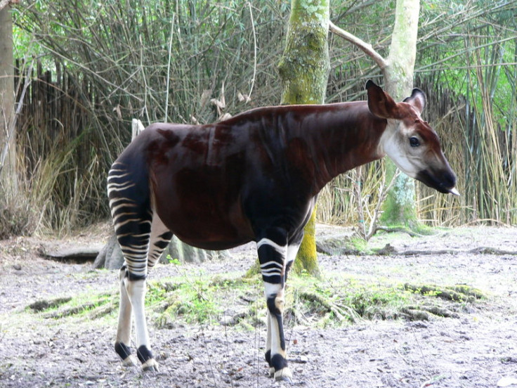 Giraffes genes explain long neck