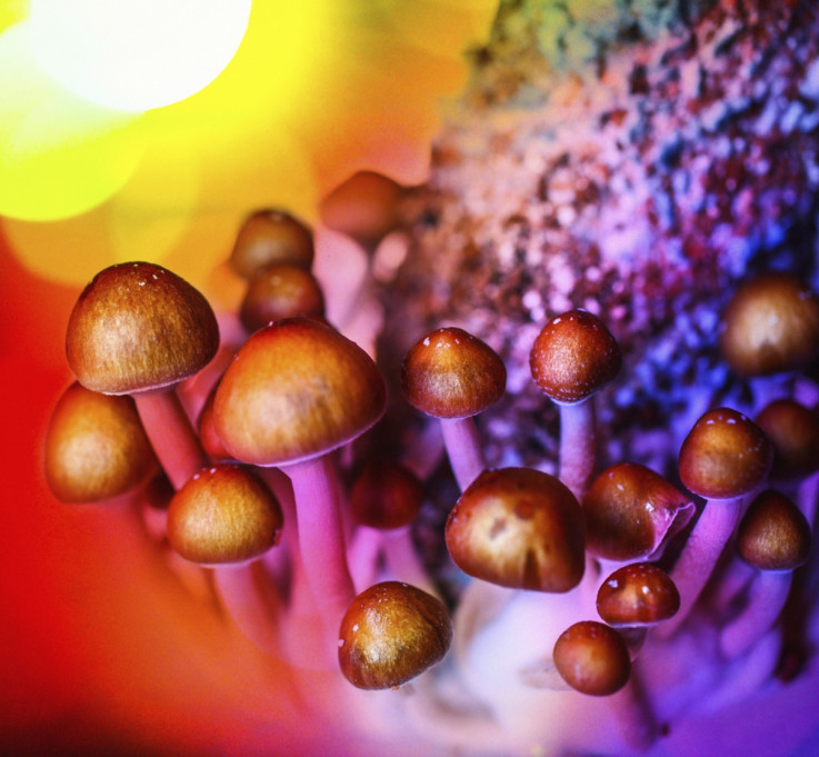 magic mushrooms depression