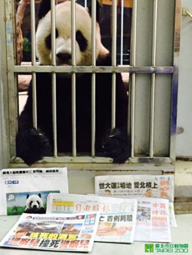 Taiwan panda hostage photo 