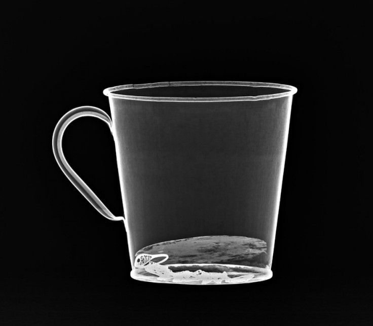 X-Ray of Auschwitz mug