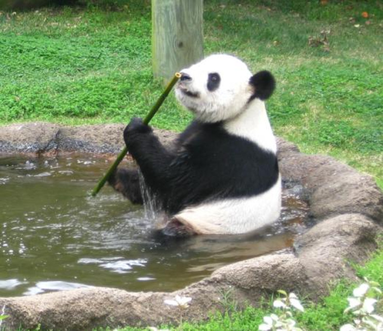 Panda bamboo digestion