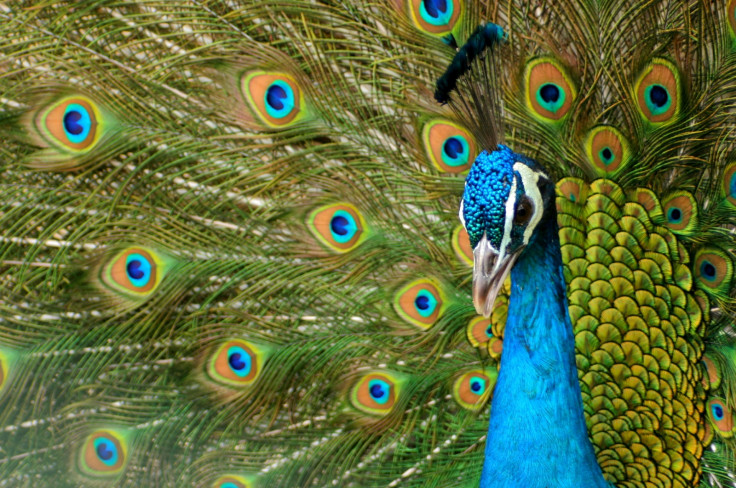 peacock tail sexual selection