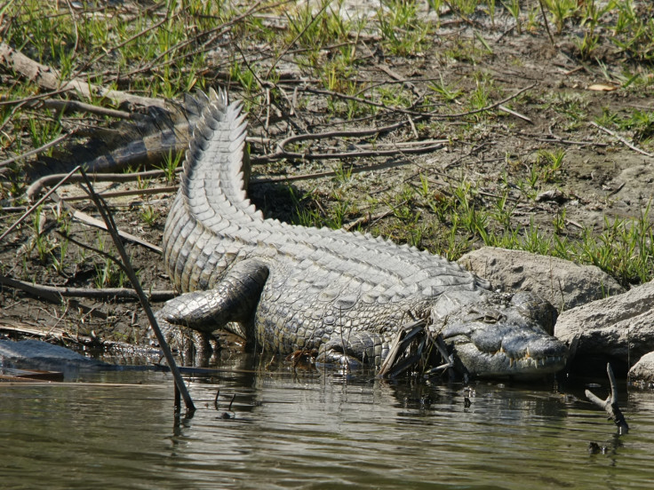 nile crocodile