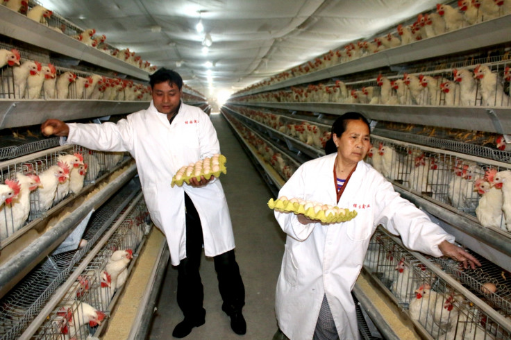 Poultry Farm