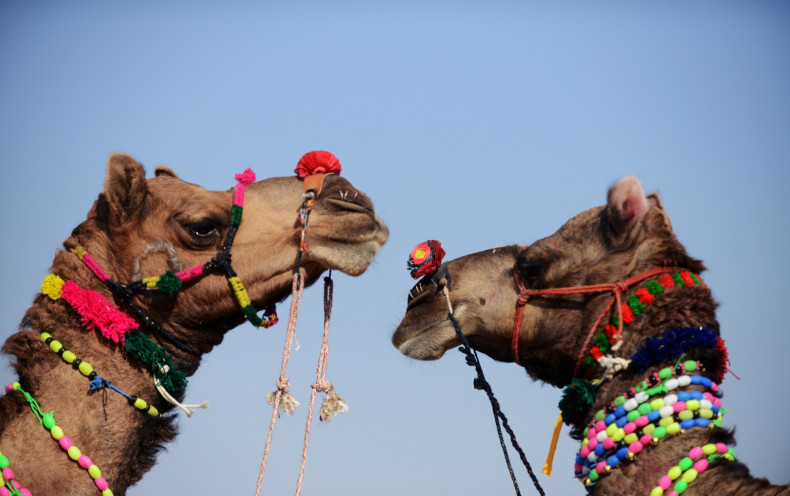 Camels India