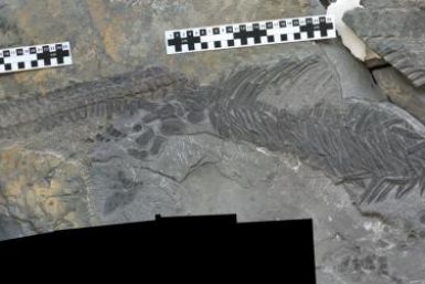 Reptile fossil evolution