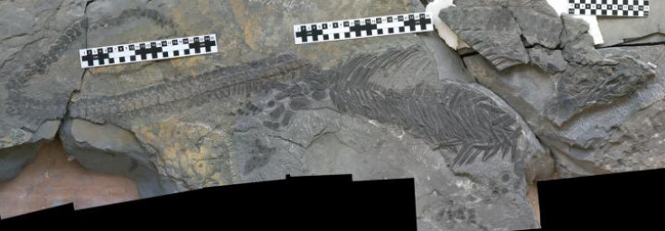 Reptile fossil evolution