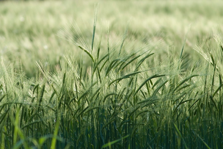 barley crops beer