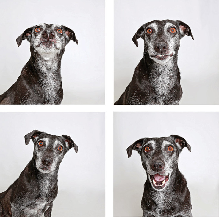Shelter dogs in a photo booth