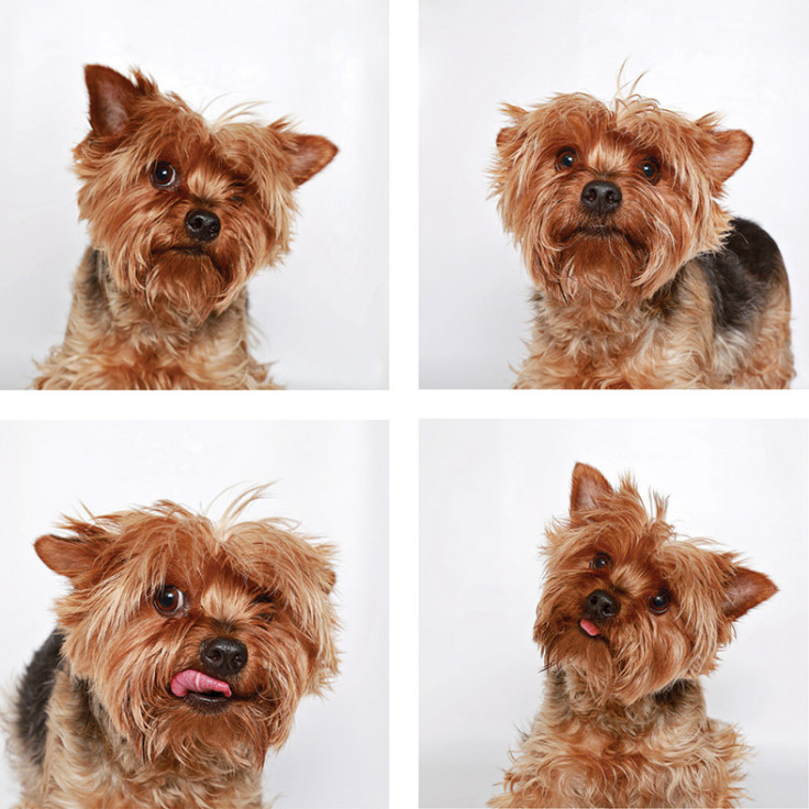 Shelter dogs in a photo booth