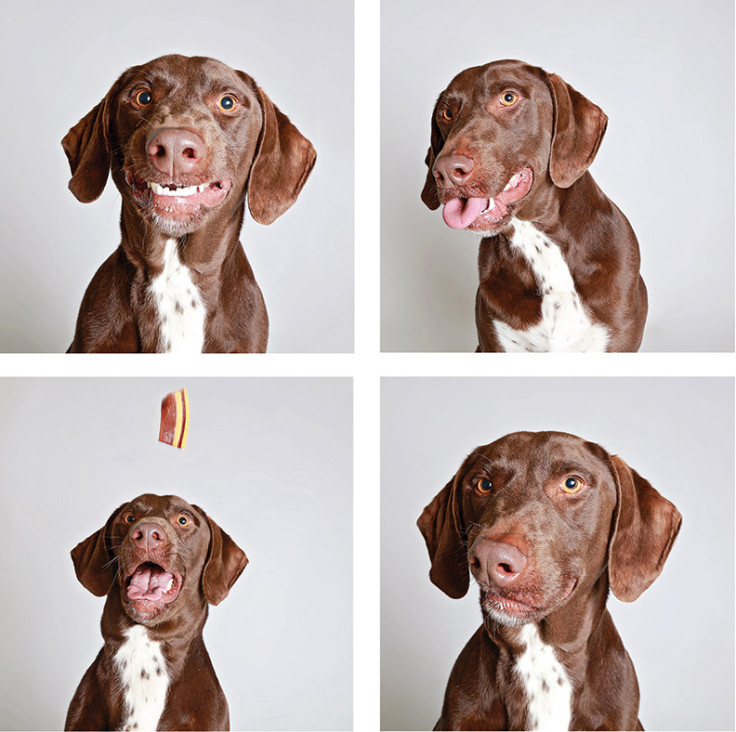 Shelter dogs in a photo booth