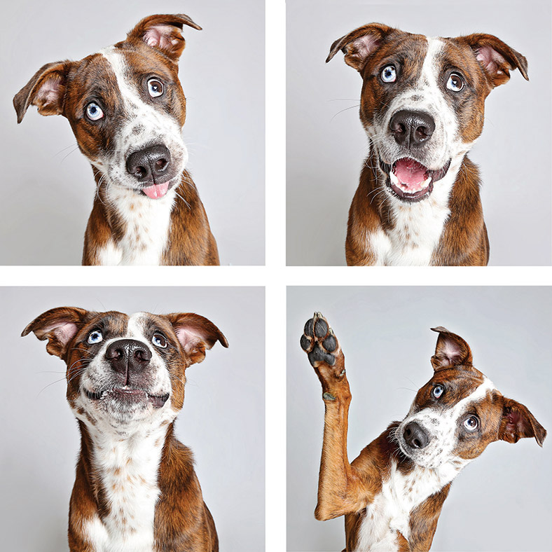 Shelter Dogs in a Photo Booth: Guinnevere Shuster's cute canine portraits