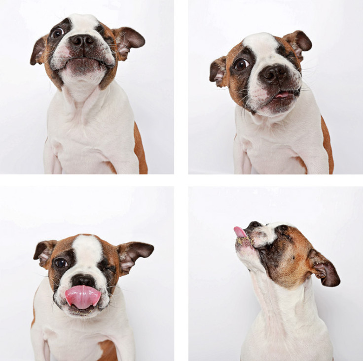 Shelter dogs in a photo booth