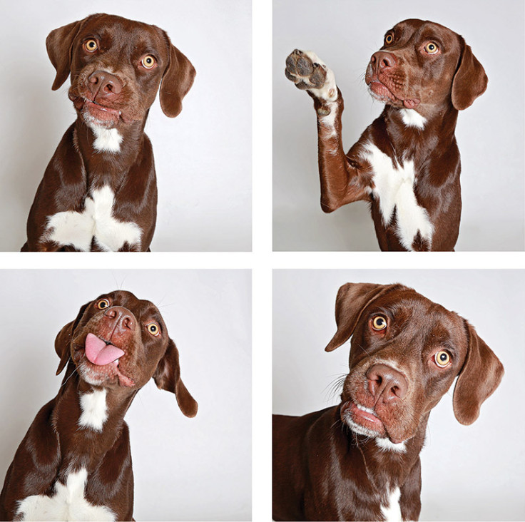 Shelter dogs in a photo booth