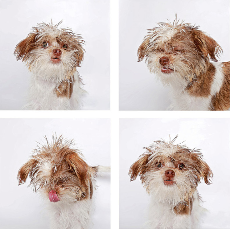 Shelter dogs in a photo booth