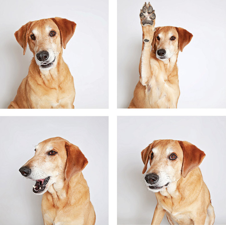 Shelter dogs in a photo booth