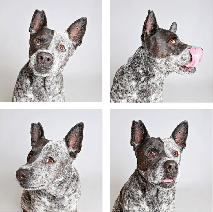 Shelter dogs in a photo booth