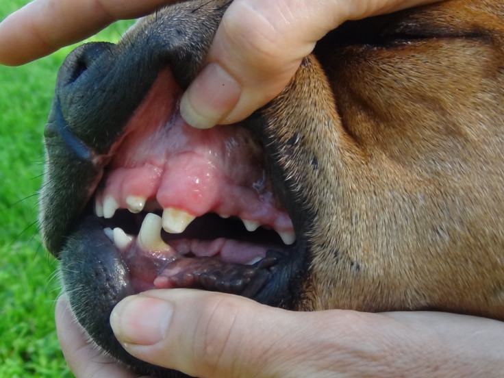 Cupcake's damaged teeth