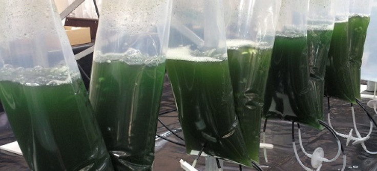 microalgae cancer drugs