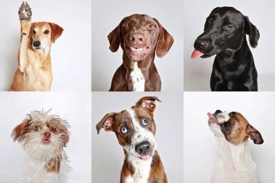 Shelter dogs in a photo booth