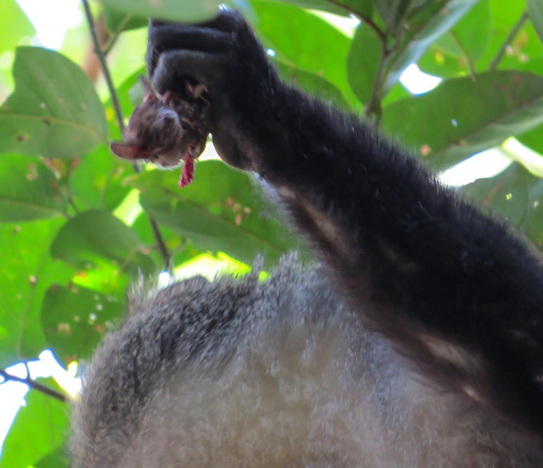 monkey eat bat