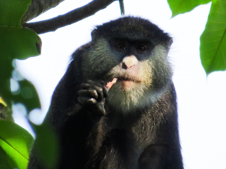 Cercopithecus monkeys