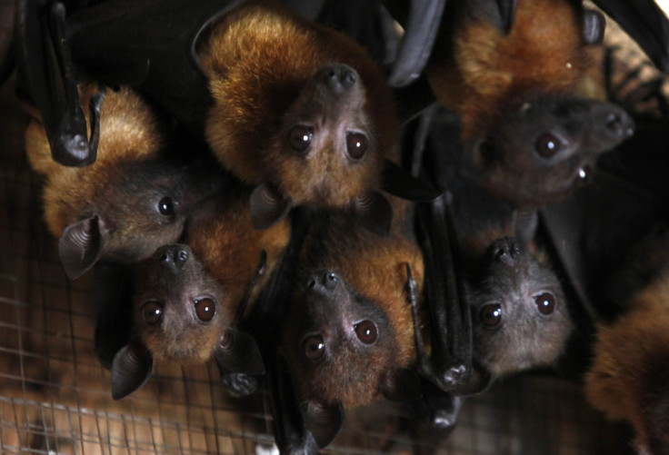 Australian town bats