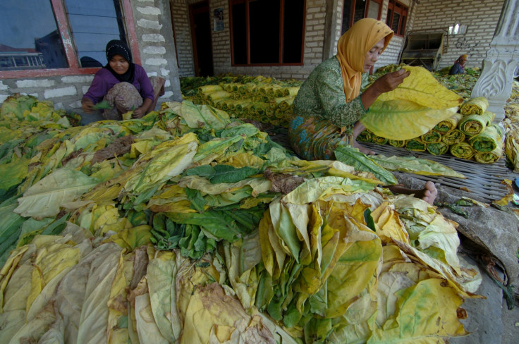 Indonesian tobacco farm workers