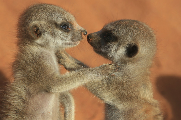 meerkat reproduction strategy