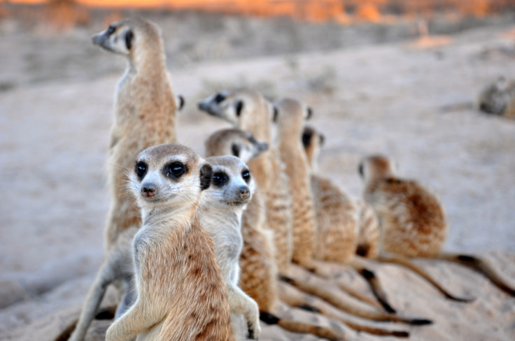 Kalahari meerkats