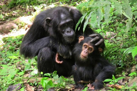 chimpanzees communication