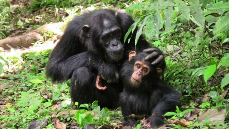 chimpanzees communication