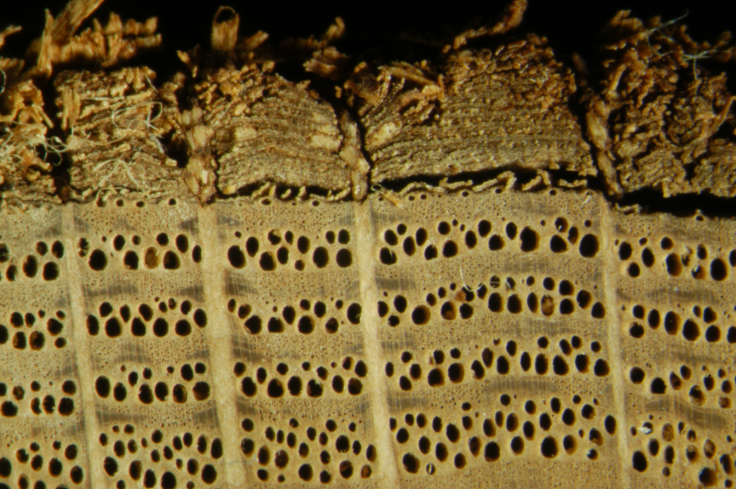 tree rings mongol empire