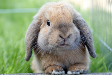 Floppy-eared bunny