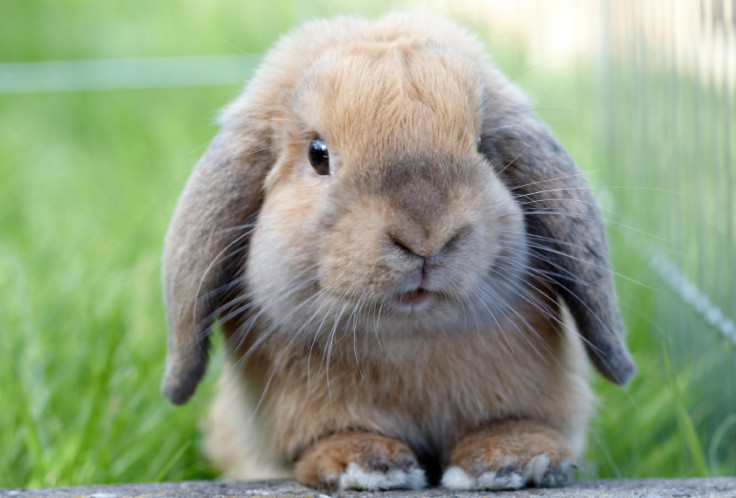 Floppy-eared bunny