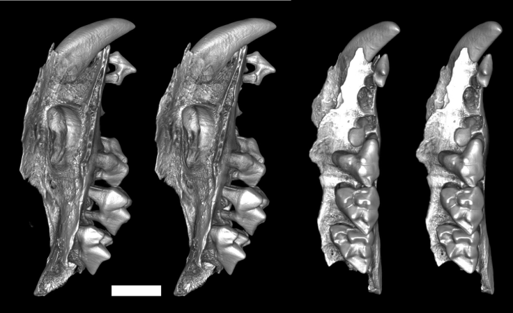 snail-eating marsupial