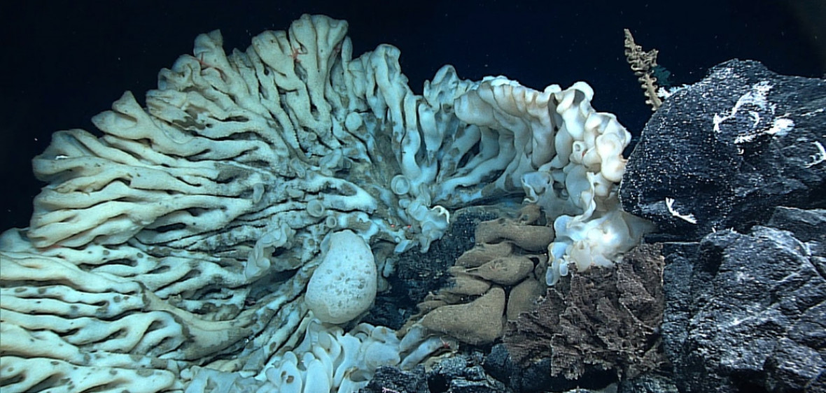 biggest sponge in the world biggest sponge in the world
